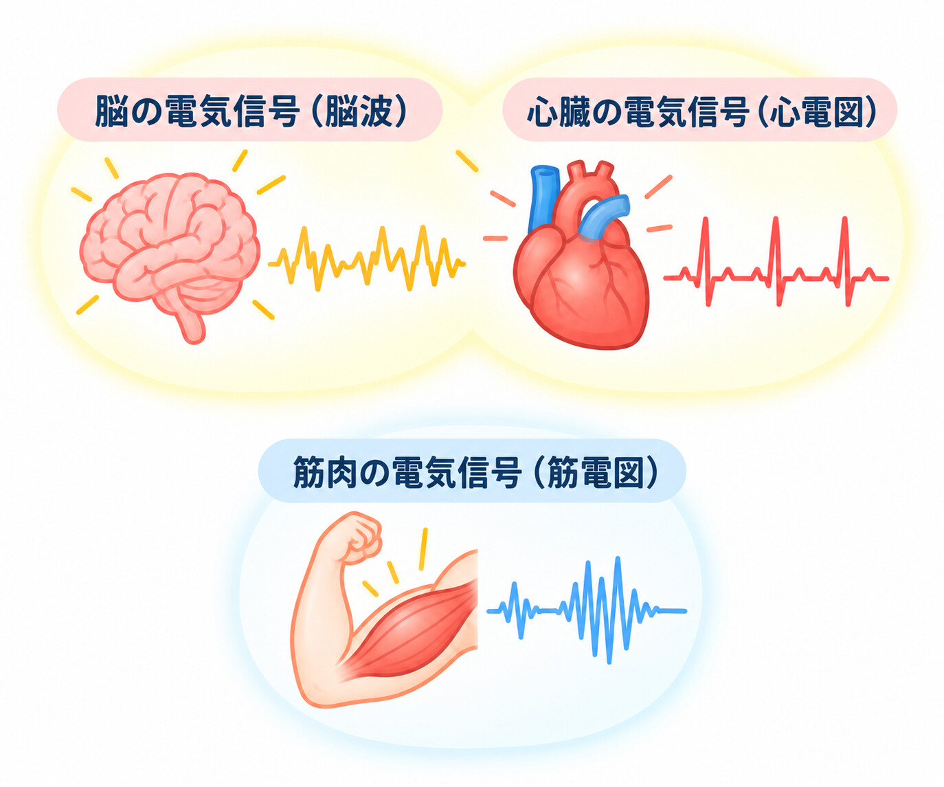 生体電流とは？ 　～私たちの体を動かす「電気」のしくみ〜