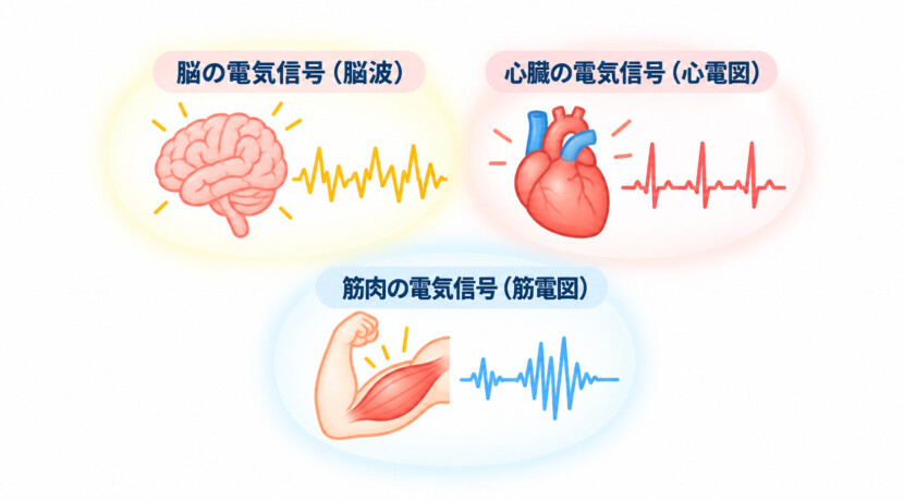 生体電流とは？ 　～私たちの体を動かす「電気」のしくみ〜